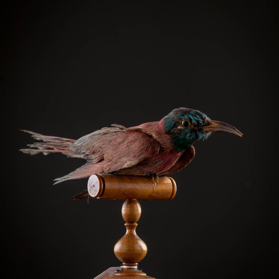 IES_ISABELLACATOLICA_BIOLOGIA_561