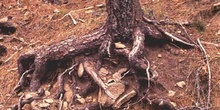 Pino resinero - Raíces (Pinus pinea)