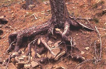 Pino resinero - Raíces (Pinus pinea)