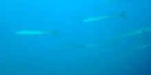 Barracuda del Mediterráneo (Sphyraena sphyraena)