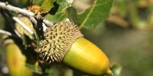 Coscoja / carrasca - Bellota (Quercus coccifera)