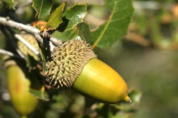 Coscoja / carrasca - Bellota (Quercus coccifera)