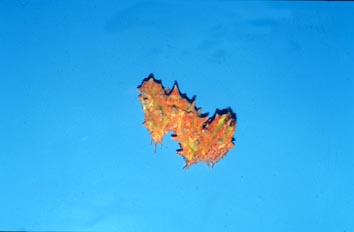 Babosa marina (Opistobranquio )