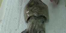 Cuttlefish Disecction