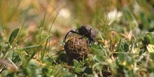 Escarabajo pelotero menor (Sisyphus schefferi)