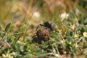 Escarabajo pelotero menor (Sisyphus schefferi)