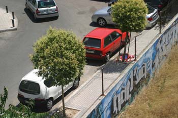 Aligustre - Porte (Ligustrum sp.)