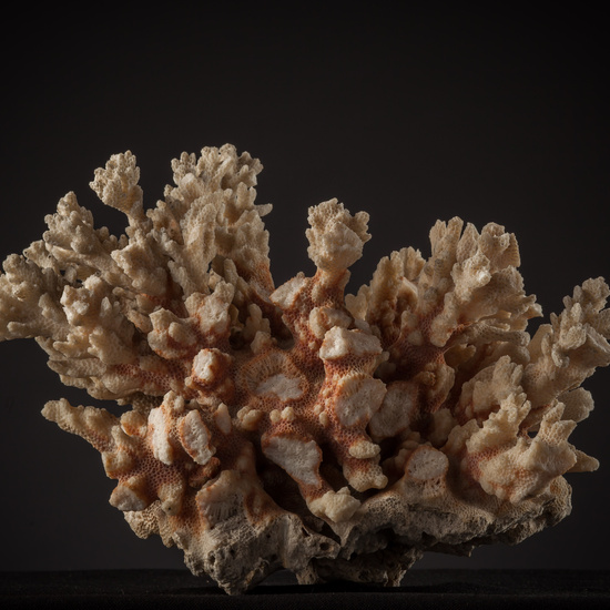 IES_SANISIDRO_BIOLOGIA_449