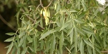 Fresno de hoja estrecha - Hoja (Fraxinus angustifolia)