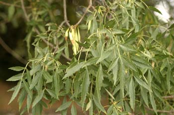 Fresno de hoja estrecha - Hoja (Fraxinus angustifolia)