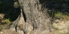 Olivo - Tronco (Olea europaea)