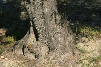 Olivo - Tronco (Olea europaea)