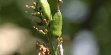 Lilo - Fruto (Syringa vulgaris)