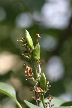 Lilo - Fruto (Syringa vulgaris)
