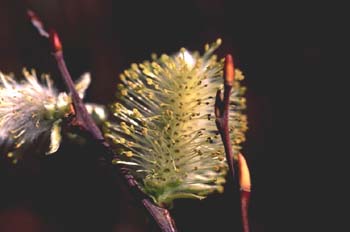 Sauce - Flor masc. (Salix sp.)