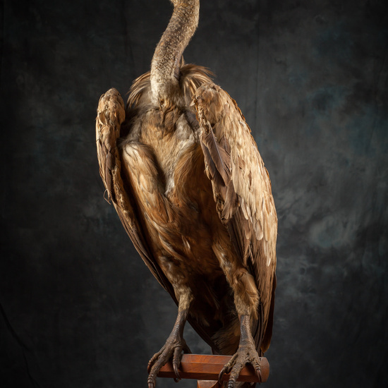 IES_SANISIDRO_BIOLOGIA_317