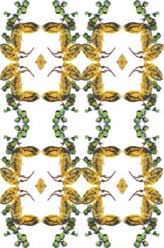 Folículos en guirnalda doble