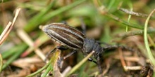 Longicornio zapador (Dorcadion fuliginator)