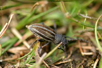 Longicornio zapador (Dorcadion fuliginator)