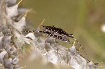 Longicornio de los cardos (Agapanthia irrorata)