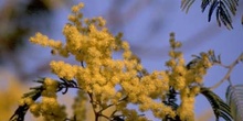 Mimosa - Flor (Acacia dealbata)