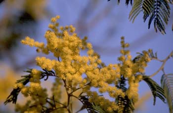 Mimosa - Flor (Acacia dealbata)