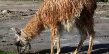 Llama en Quilotoa, Ecuador