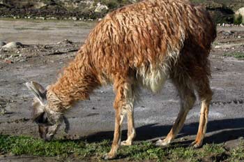 Llama en Quilotoa, Ecuador