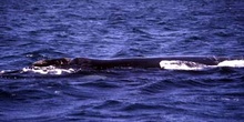 Ballena jorobada, Argentina