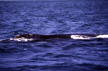 Ballena jorobada, Argentina