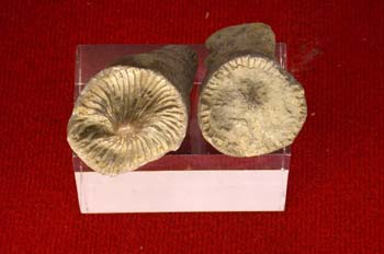 Placosmilia (Coral) Cretácico