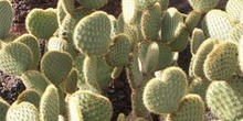 Opuntia scheerii