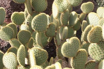 Opuntia scheerii