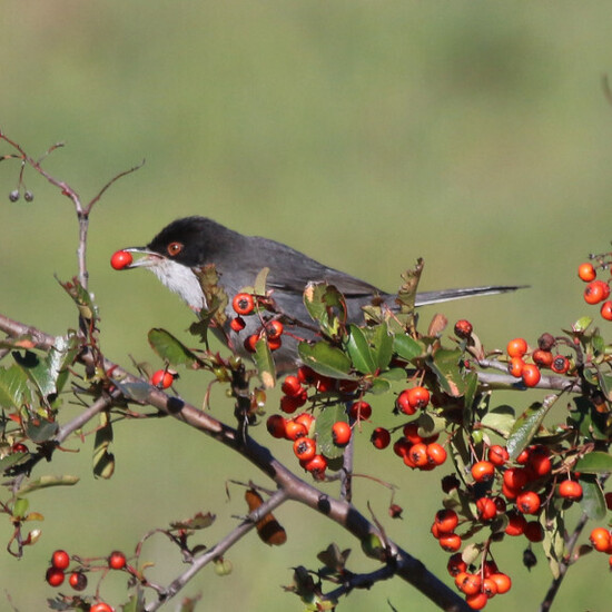 Curruca cabecinegra macho