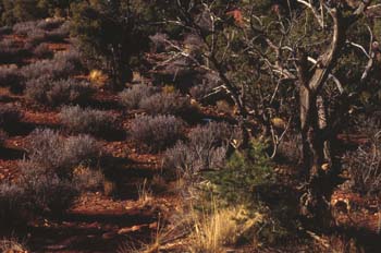 Vegetación de zona árida