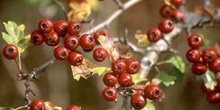 Espino majuelo - Fruto (Crataegus monogyna)