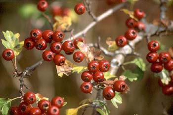 Espino majuelo - Fruto (Crataegus monogyna)