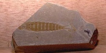 Larva de Libélula (Insecto) Jurásico