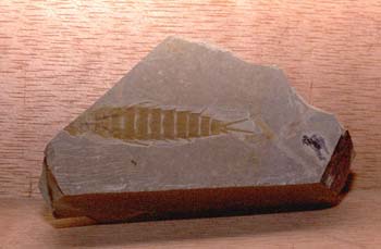 Larva de Libélula (Insecto) Jurásico