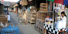 Mercado de pájaros, Jogyakarta, Indonesia