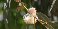 Eucalipto azul - Flor (Eucalyptus globosus)