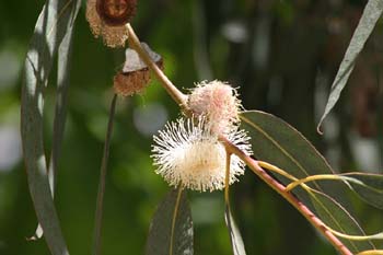 Eucalipto azul - Flor (Eucalyptus globosus)