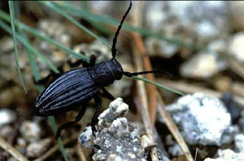 Longicornio zapador (Dorcadion castilianum)