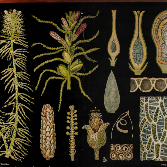 IES_LOPEDEVEGA_CIENCIASNATURALES_045