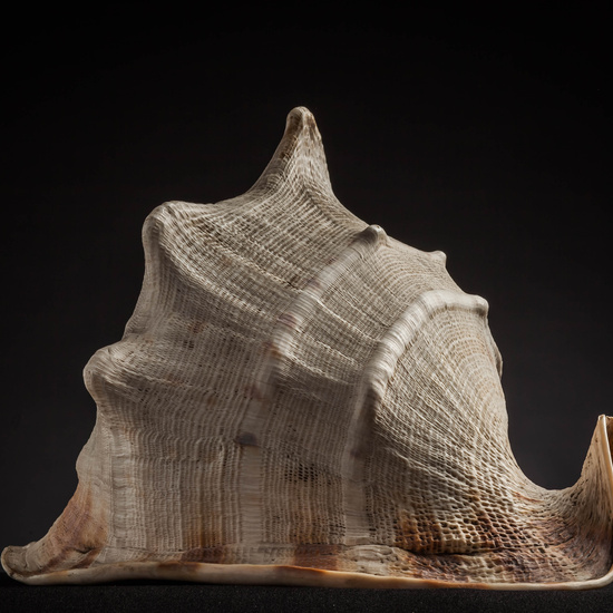 IES_CARDENALCISNEROS_CONCHAS_032