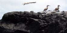 Piqueros de patas azules en un islote, Ecuador