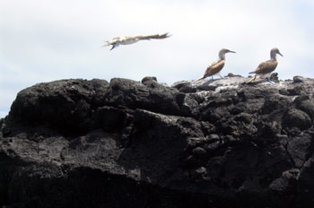 Piqueros de patas azules en un islote, Ecuador