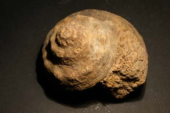 Pleurotomaria armata (Gasterópodo) Jurásico