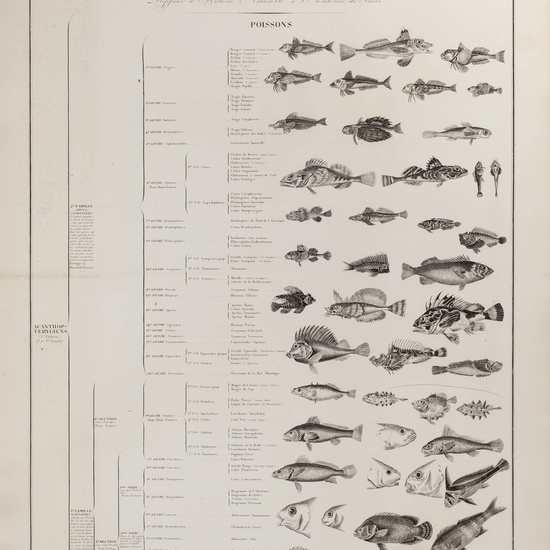 IES_CARDENALCISNEROS_ZOOLOGIA_I_LAMINAS_016