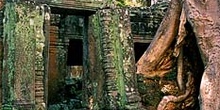 árbol creciendo entre templos en Angkor, Camboya